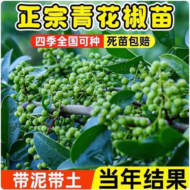 四川汉源藤椒树苗青花椒苗无刺花椒树大红袍花椒苗盆栽地栽庭院种