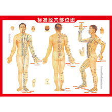 人体穴位图挂图人体十二经络穴位图双面彩图书艾灸参考图艾灸图