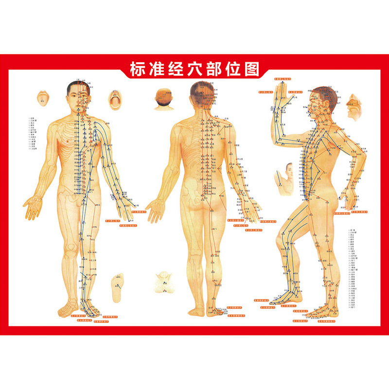 Human Body Acupuncture Point Diagram Wall Chart, Human Body Twelve Meridian Acupuncture Point Diagram, Double-Sided Color Book, Moxibustion Reference Diagram, Moxibustion Diagram