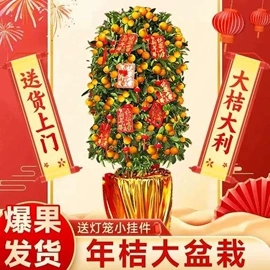 盆栽;花盆容器;盆景