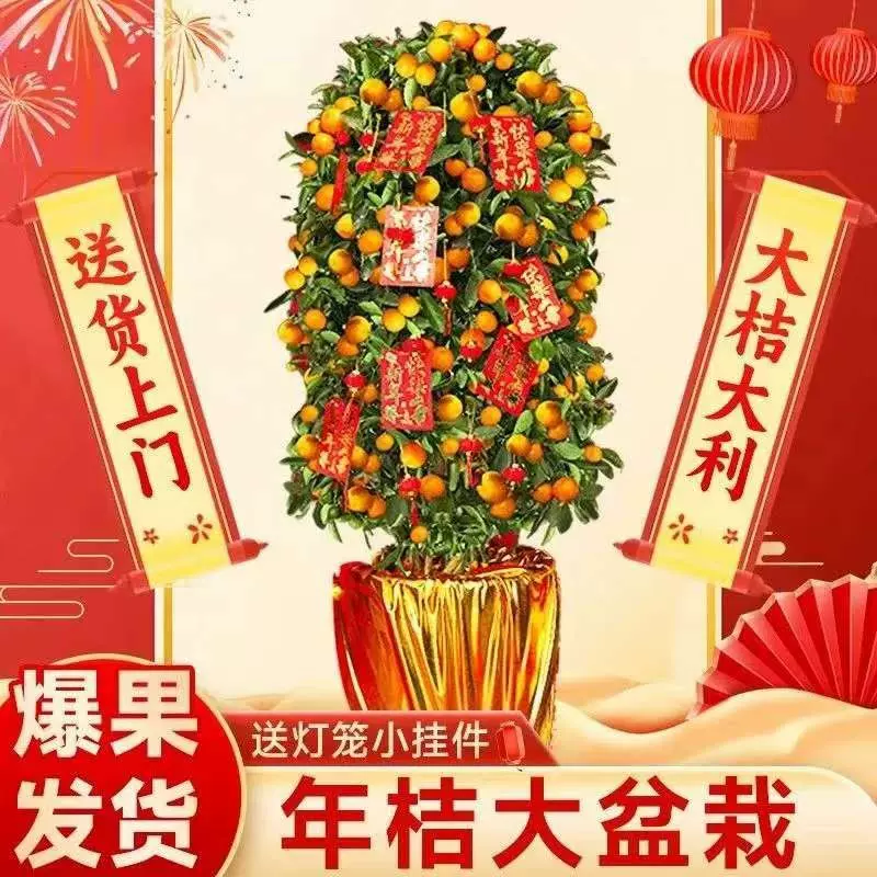 大型金桔树盆栽带果四季桔子树盆景植物室内客厅新年橘子树年桔树
