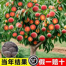 ���Ҙ����޽�Ѫ��������ش������Ϸ������Nֲˮ����������Ʒ�N