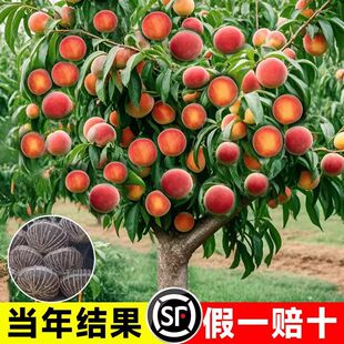 ���Ҙ����޽�Ѫ��������ش������Ϸ������Nֲˮ����������Ʒ�N