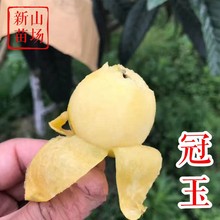 硿Kݖ|ɽSNƷN޽Ӱ˘