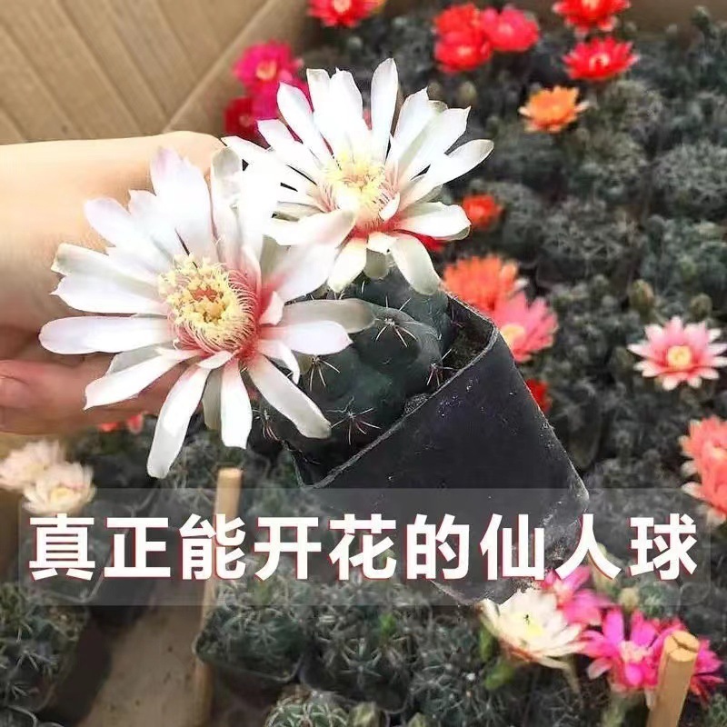 Flor de jade cactus florece en todas las estaciones, embellece el aire, el balcón, la sala de estar, la oficina, las plantas verdes, las flores en macetas