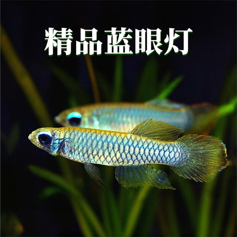 Queen Blue Eye Lanternfish, live small tropical fish, blue-eyed fish, ghost lanternfish, grass tank blue school swimming fish, ornamental fish