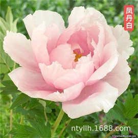 凤丹白芍药花苗带芽老桩室内外庭院四季易活多年生重瓣植物盆栽