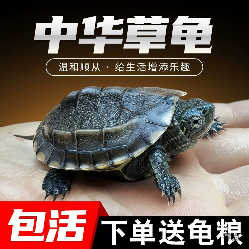 Китайская травяная черепаха, маленькая черепаха, живое животное, открытый пруд, долгоживущая черепаха, домашняя черепаха, черепаха с золотой линией, домашняя черная черепаха, живая маленькая черепаха