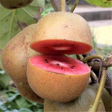 红心猕猴桃苗南方北方种植自花授粉软枣猕猴桃苗嫁接苗当年结果