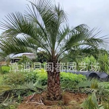 布迪椰子景观树 径50cm 耐寒 羽状蓝绿叶 别墅庭院 福建基地直供