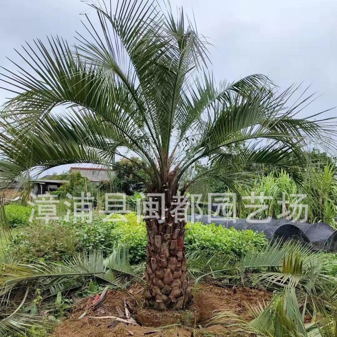布迪椰子景观树 径50cm 耐寒 羽状蓝绿叶 别墅庭院 福建基地直供