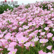 ������Ҋ�ݻ��N���ļ����N�_���׻���̨����ͥԺ���⻨�N����