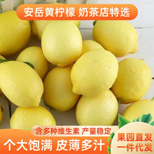 四川安岳黄柠檬水果尤力克皮薄多汁个头饱满清香味酸奶茶店柠檬
