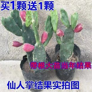 ������ˮ��������Ұ���t�Ŀ��_���Y�������ƹ���t��Ұ�������ó�