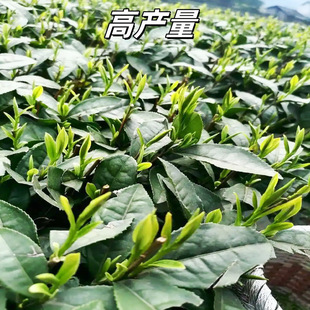 Authentic Tea Seedlings, Longjing Tea Seedlings, Green Tea Seedlings, Tieguanyin Tea Seedlings, White Tea Seedlings, Maojian Early Tea Seedlings
