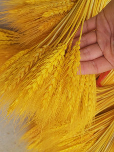 Natural Wheat Ear Dried Flower Bouquet Opening Barley Flower Basket Ornaments Living Room Pastoral Flower Arrangement Decoration Photography Props