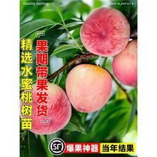 水蜜桃树苗嫁接大苗黄桃五月红果期带果南方北方庭院种植当年结果