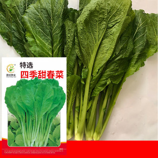 ���l�ˈ@�߲˷N���ļ��𴺲�15�������̨Ժ�ӷN�Ӳ��яS��ֱ��