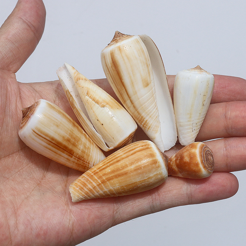 Concha Daquan natural con cera de pescado, materiales decorativos mediterráneos DIY al por mayor