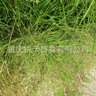 1����ɢ�b���l���G���o�~��Ʒ���G��ȫ�ݸ�؛