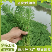 ˮ��ֲ�������� ���~�� �۾G��β��нӸ��N��ˮ�ޏ͹���ˮ��ֲ��