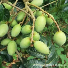 橄榄树苗吊思茅黑橄榄苗油榄苗黑橄榄苗乌榄苗青橄榄树苗实生苗