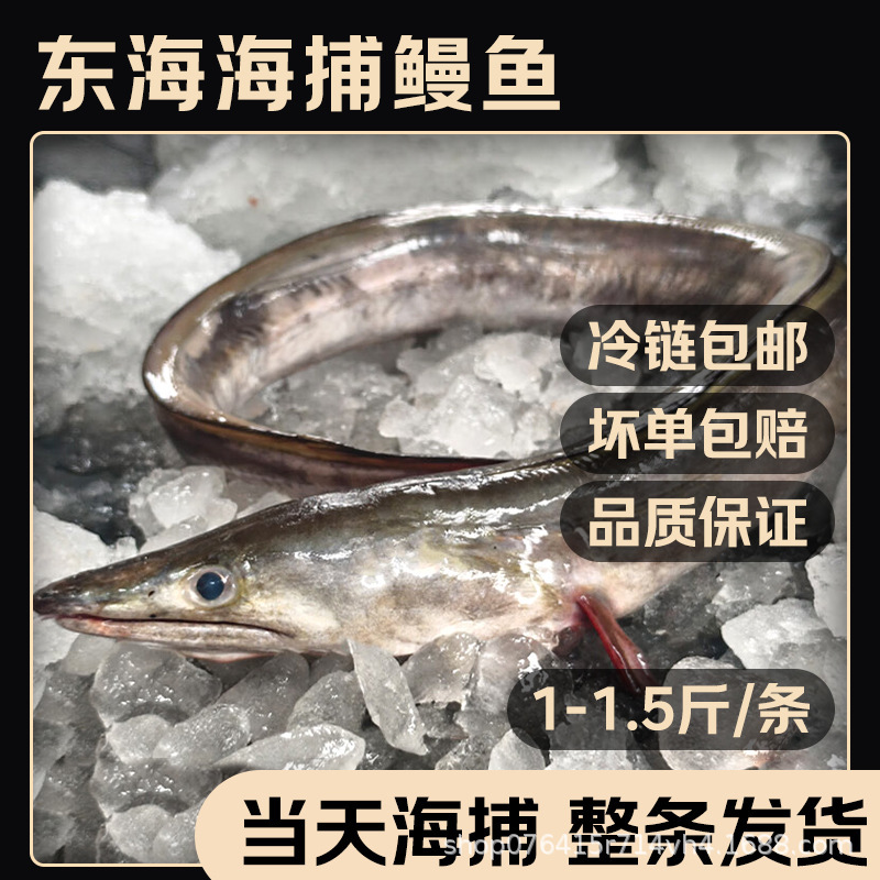 2025 Freshly Caught Frozen Sea Eel Purely Natural Whole White Eel Seafood Fish One Piece Dropshipping Free Shipping