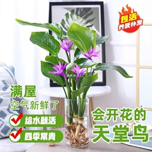 �����B�Gֲ����ˮ��ֲ��ˮ�B�͏d���҃�����õ���r��