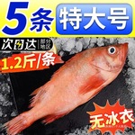 红石斑鱼鲜活冷冻大红鱼龙胆富贵鱼深海海鱼新鲜海鲜水产银鱼整鱼