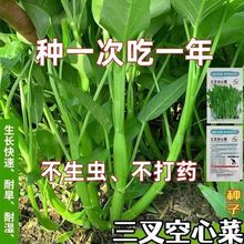 三叉空心菜种籽通心菜种子四季高产易种阳台盆栽大叶青菜蔬菜种子