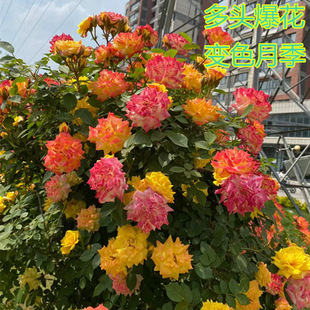 2026 hot-selling, long-blooming vines & climbing plants in pots (ships with blooms)