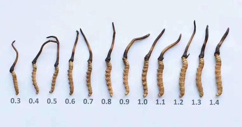 O1CN01Ff7O7V1JVcHnAiImr_!!2209