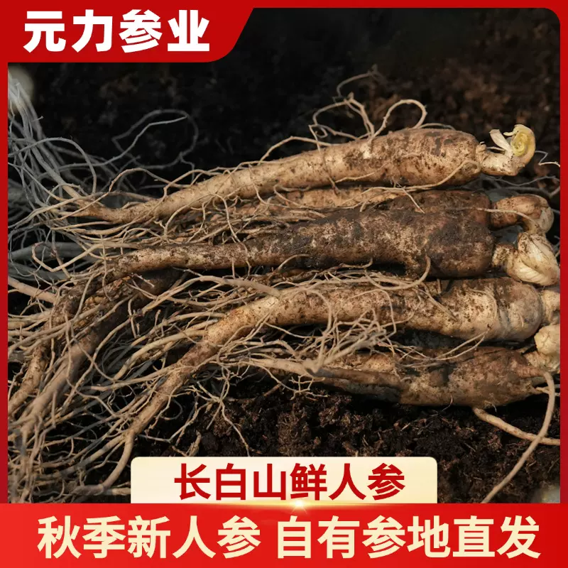 长白山鲜人参炖汤带土鲜参现挖现发产地直发自有种植吉林产地直供