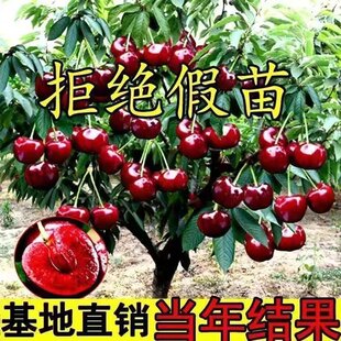 �޽�܇���Ә����ش���Ҙ�����Ʒ�N�����ͺ����Ե����Ϸ������Nֲ