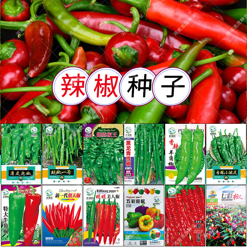 Xiaomi Wrinkle Tiger Thin-Skinned Chili Pepper Seeds 8819 Line Seven-Colored Sweet Beef Horn Green Pepper Seeds