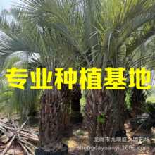 江苏布迪椰子树批发基地 福建布迪椰子价格 浙江布迪椰子报价