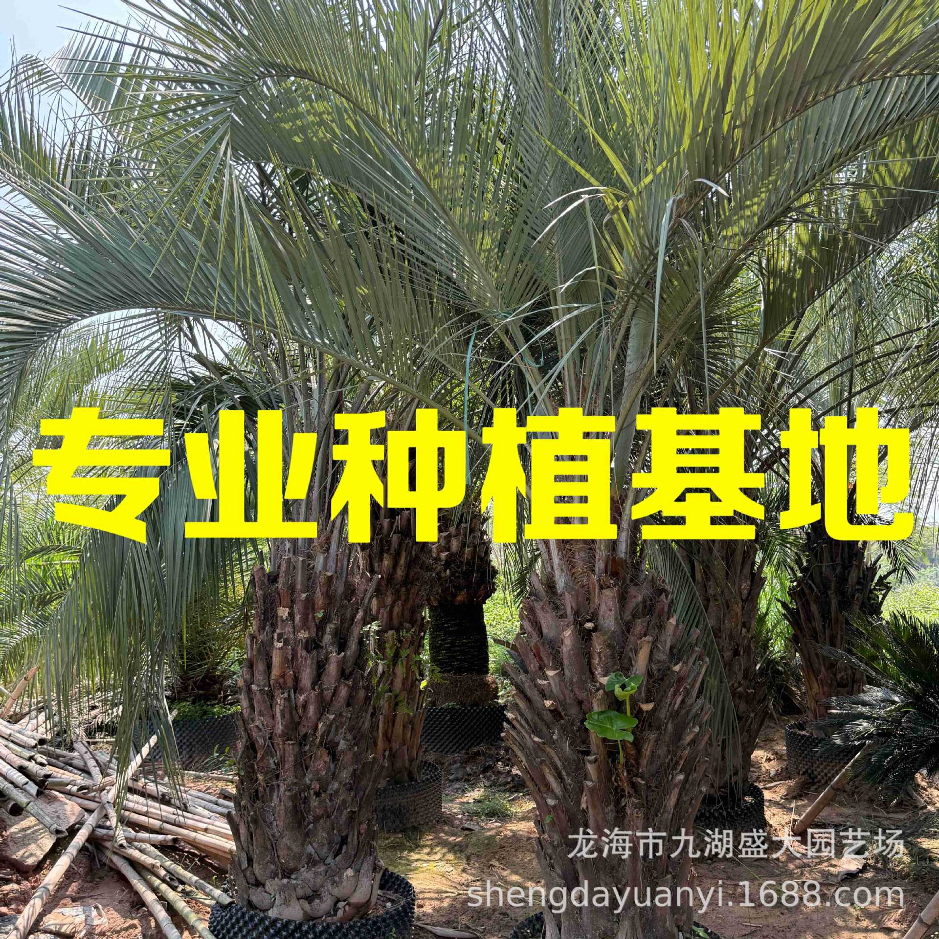 江苏布迪椰子树批发基地 福建布迪椰子价格 浙江布迪椰子报价
