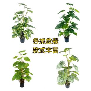 ���ͷ���Gֲ���� ������҃��쾰ֲ��٘� �Ҿ��b������پGֲ