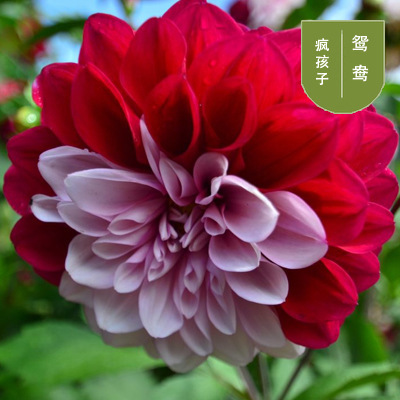 花のダリアの花はボールを植えます。|undefined