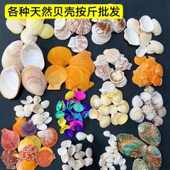 貝殻天然海螺貝殻は斤で産地の水槽の造景工芸品の消耗品を卸売りします。