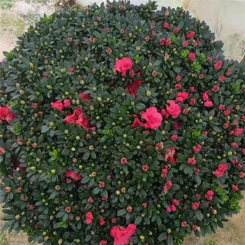 杜鹃花 盆栽特大老桩树苗带花苞四季超长花期阳台室外耐寒庭院