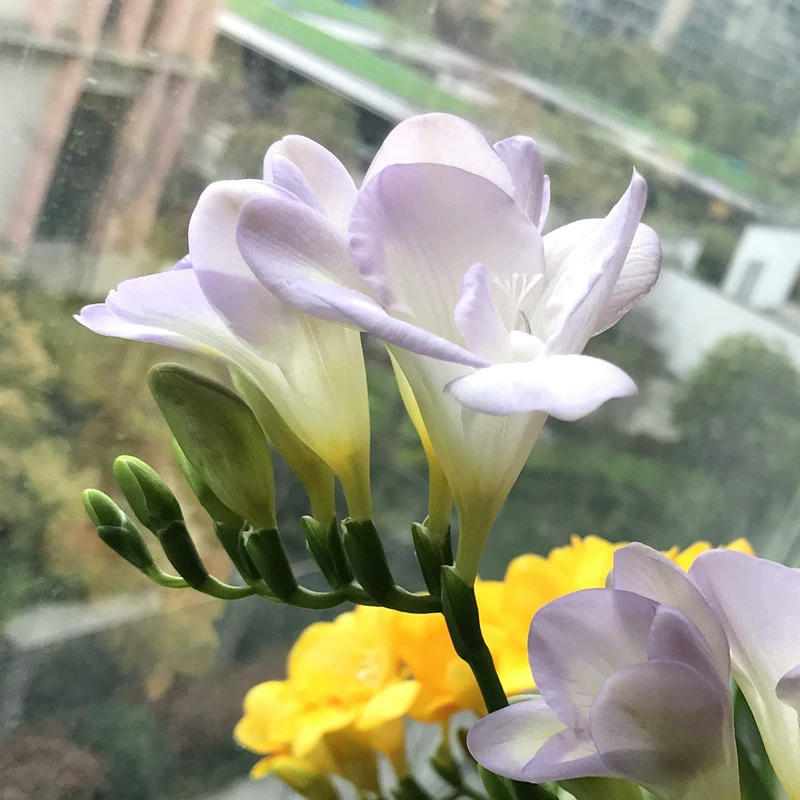 Оптовая Фрезия Xiangxuanan семенной шар почвенная культура многолетние осенне-зимние Холодостойкие Семена Ароматические Цветы Four Seasons