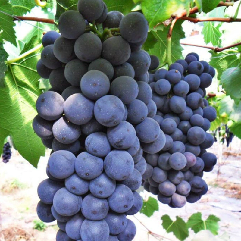 Виноградная База Оптовая Змея Дракон Мяч Виноградная Рассада Вино Посадка Фруктового Сада в Горшке