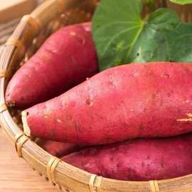 新鲜红薯9斤整箱农家自种红蜜薯现挖蔬菜红薯板栗薯番薯地瓜