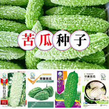 批发水果苦瓜种子菜籽可生吃田园青白皮苦瓜农家四季蔬菜种子公司