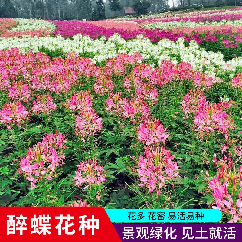 醉蝶花种子混色紫色粉色高杆花海花籽花种籽四季易活庭院蜜源茑萝