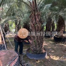 广东棕榈树布迪椰子产地 四川布迪椰子3米杆棕榈树报价