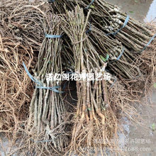 苹果枣苗牛奶枣大青枣树苗嫁接果树盆栽庭院地栽活苗南方北方种植