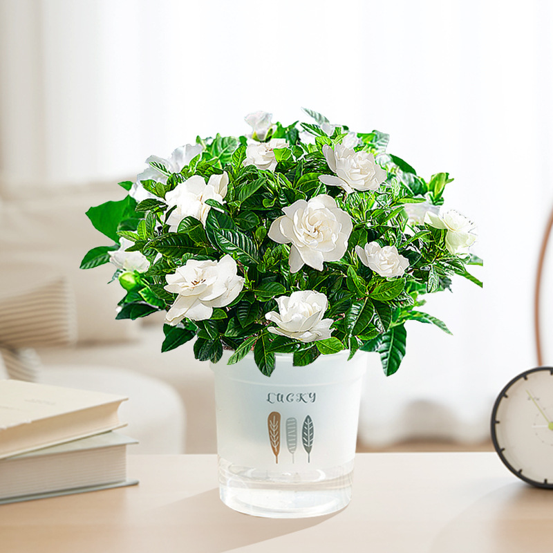 【새싹 있음】90#치자나무(삼엽흡수대) + 영양액