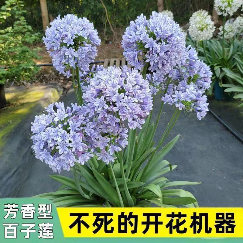 Blue Variety of the Hardy Begonia Flower Plant, Suitable for Year-Round Planting on Balconies and in Gardens, Potted Plants That Are Cold-Resistant